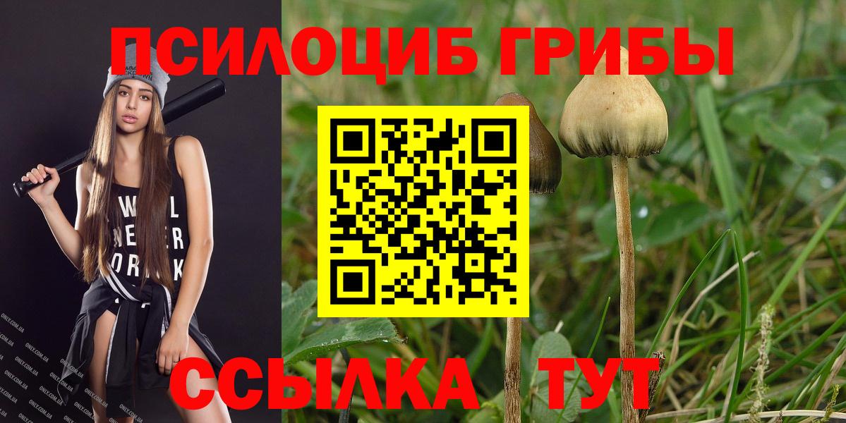 Псилоцибиновые грибы Psilocybe Людиново